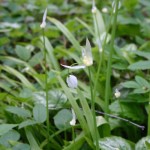 Seltsame Lauch, Allium paradoxum