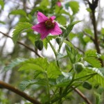 Pracht-Himbeere, Rubus spectabilis